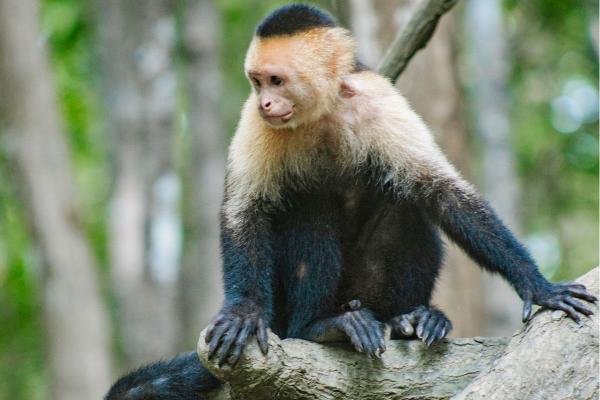 white face capuchin monkey in costa rica