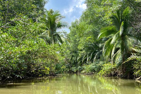Mangroves and river in Costa Rica
