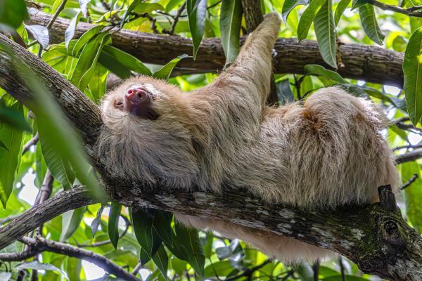 sloth hanging out on a tree in manuel antonio national park costa rica