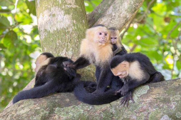 family of monkeys on a tree in manuel antonio national park costa rica