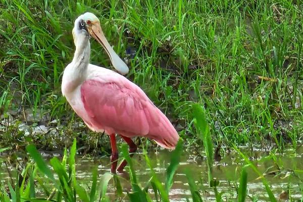 roseate spoonbill birdwatching on Tarcoles River in Costa Rica