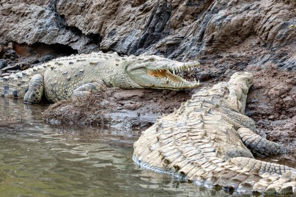 two crocodiles on the banks of Tarcoles River in Costa Rica