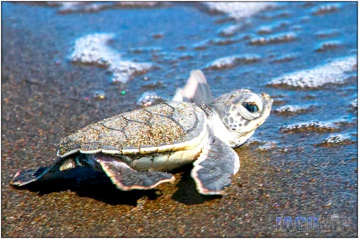 Baby sea turtle in Hermosa Beach