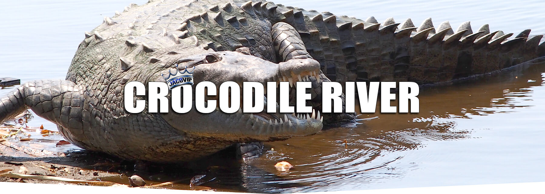 close up of crocodile with open mouth on Tarcoles River in Costa Rica