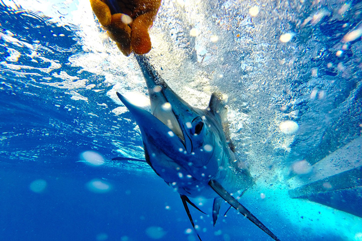 Angler releasing a marlin in Costa Rica, linking to fishing calendar