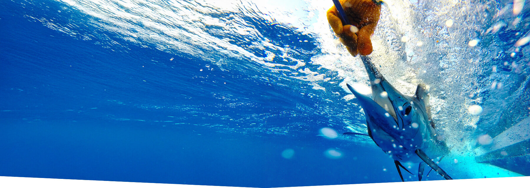 Underwater photo of a sportfishing angler wearing an orange glove releasing a marlin beside the boat in Costa Rica.