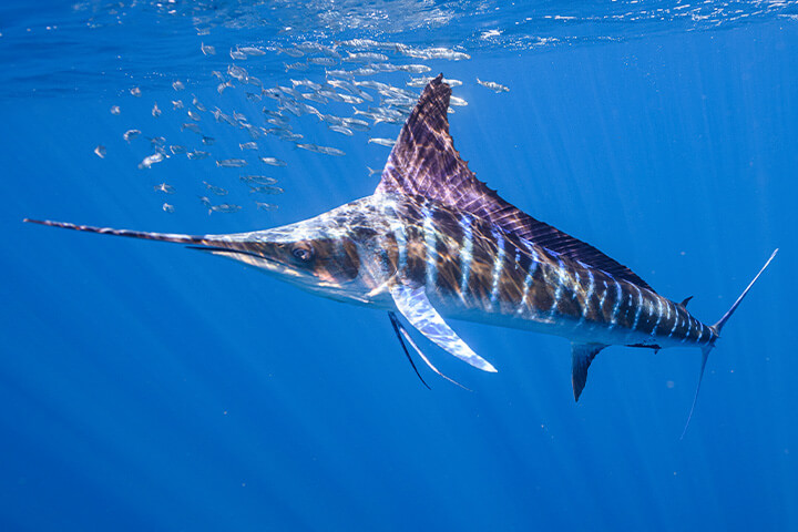 Striped marlin leaping beside a sport fishing boat in Costa Rica