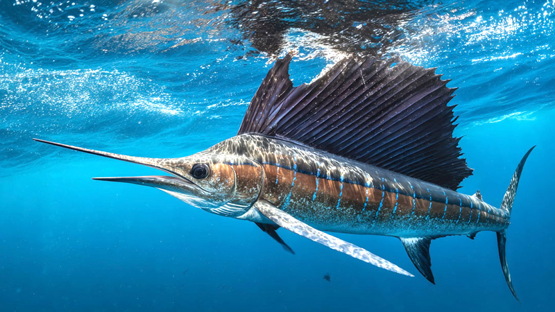 Sport fishing boat off the coast of Jaco with marlin catch