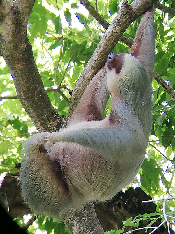 Two toed sloth hanging in tree at Manuel Antonio National Park Costa Rica