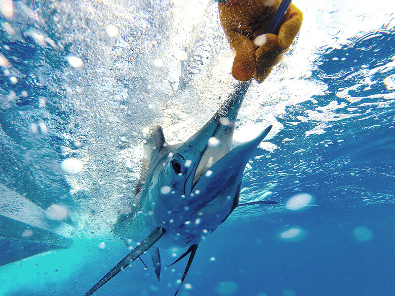 Underwater view of marlin being released into Pacific Ocean off Costa Rica