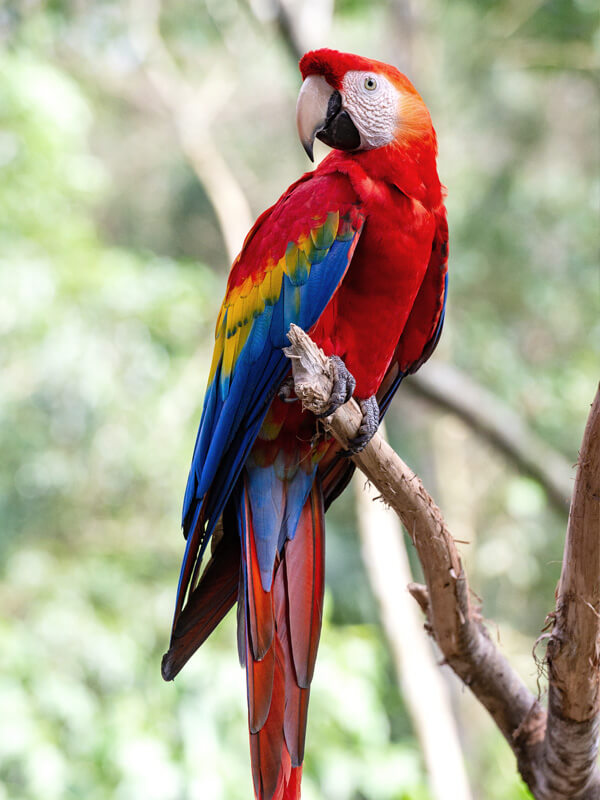 Scarlet Macaw in an almond tree on Jaco Beach, Costa Rica