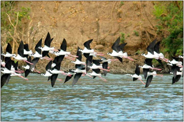 Large flock of river birds flying over river in costa rica