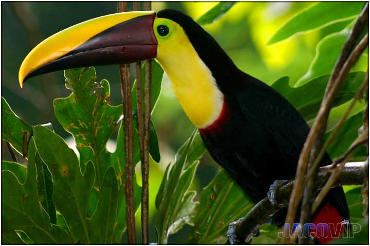 Toucan on a tree in Costa Rica