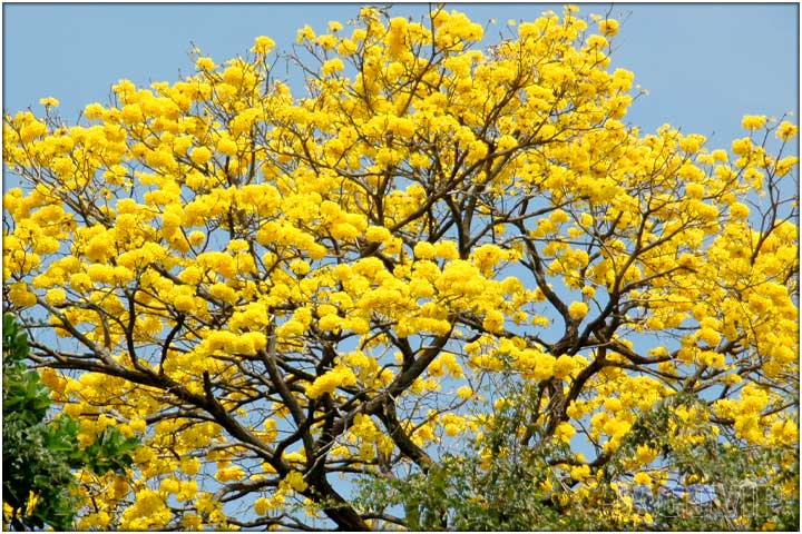 Yellow flowers on a large tree in Costa Rica