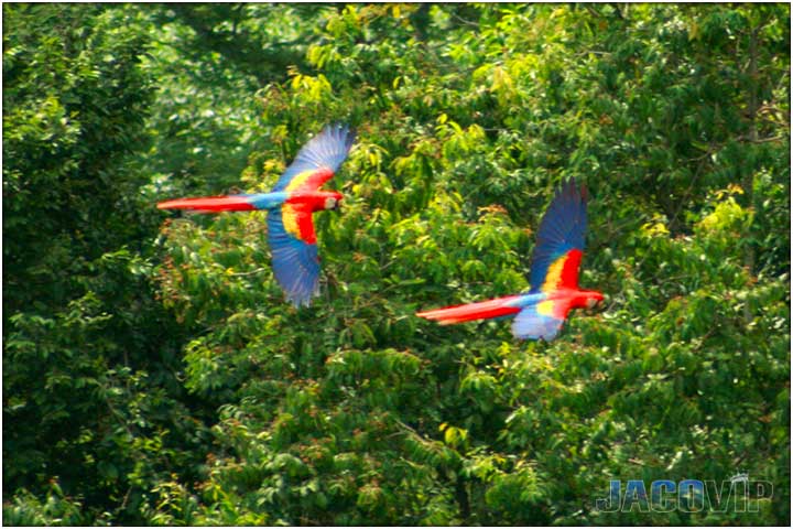Two scarlet macaws flying over the jugle in costa rica
